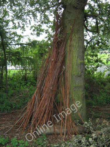 Photo 6x4 sheaves willow - photo,
