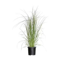2.5 Gal. Pampas Grass