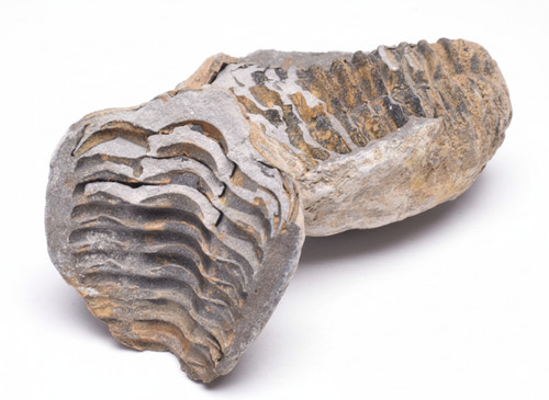 Diacalymene trilobite fossil - diacalymene,