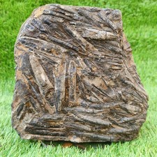 Large Belemnite battlefield/