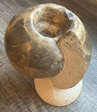 Large fossil nautilus shell - nautilus,