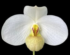 Paphiopedilum emersonii var huonglanae, raspberry /chocolate scented orchid (FS)