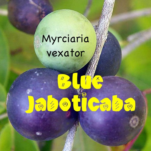 Blue jaboticaba myrciaria - ~blue, jaboticaba~