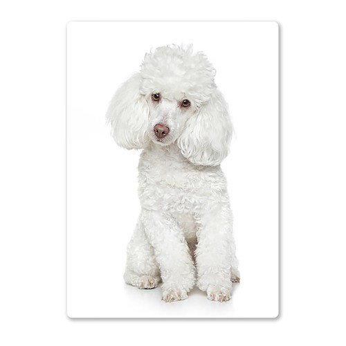 Metal wall sign dogs poodle - metal,