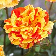 Rose Oranges and Lemons