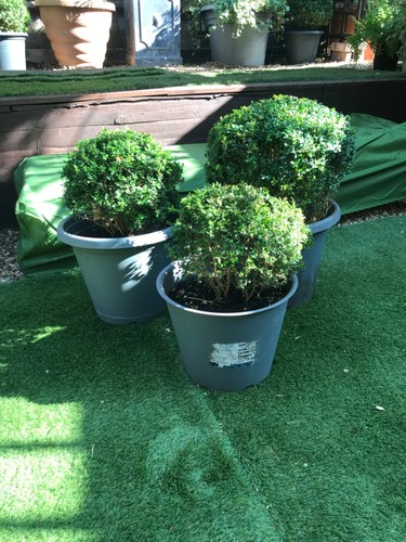 Box ball plant - x, buxus
