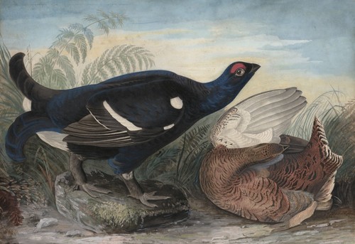 John james audubon english - john,