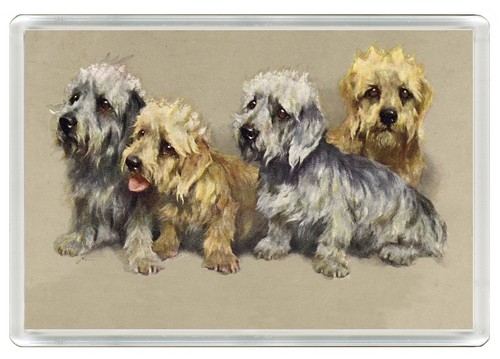 Dandie dinmont terrier dog - dandie,