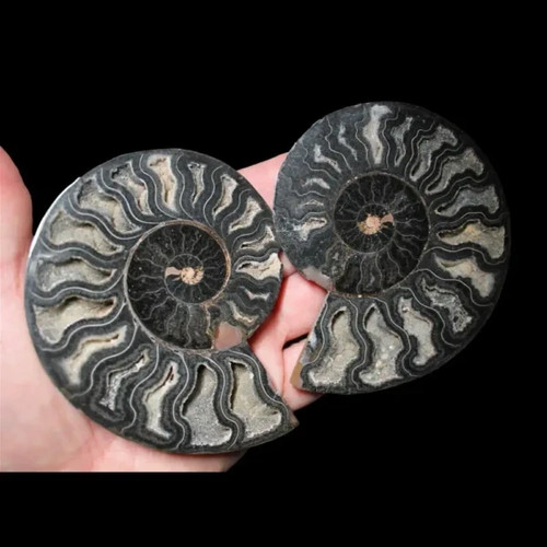 Ammonite sliced pair 100mm - -,