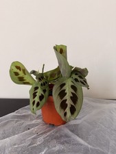 Maranta Leuconera Kerchoveana