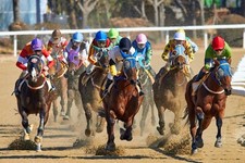 Horse Race Lay System Low Odds