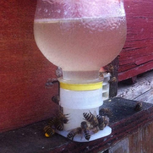 10pcs bee feeder drinking - 3/5/10pcs,