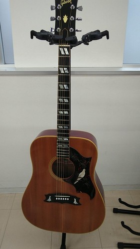 Gibson acoustic guitar dove - acoustic,