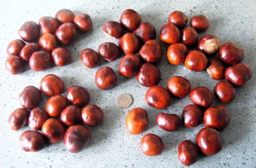 Fresh large horse - fresh, chestnuts