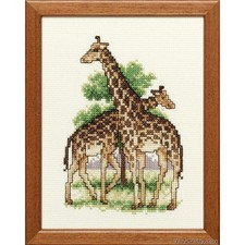 Pair giraffes counted - giraffes,