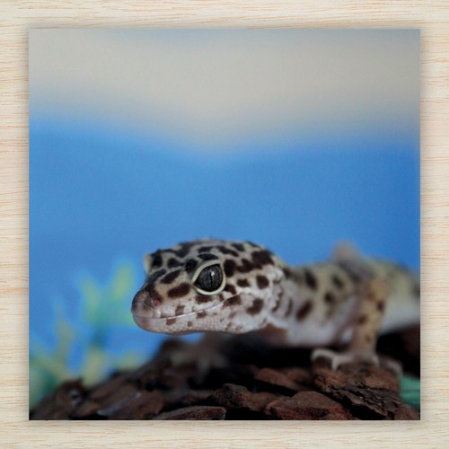 Leopard gecko birthday - gecko, card