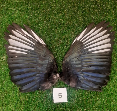 Genuine british magpie wings - genuine,