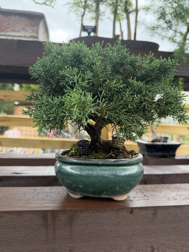Juniper bonsai - juniper,
