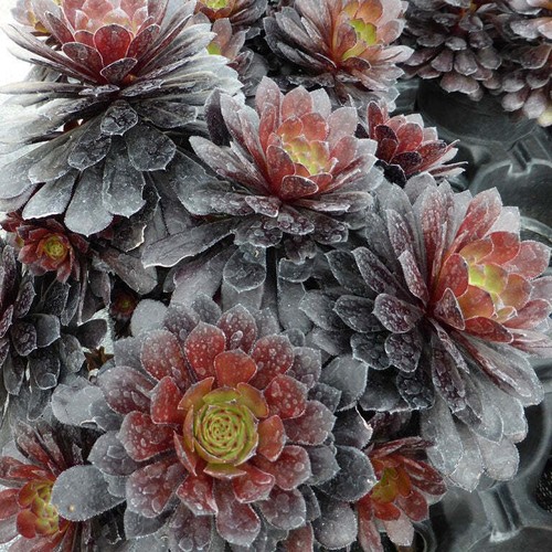 Aeonium arboreum tip top - arboreum,