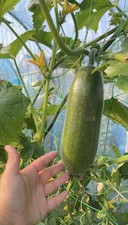 Early Green Fuzzy Melon Seeds