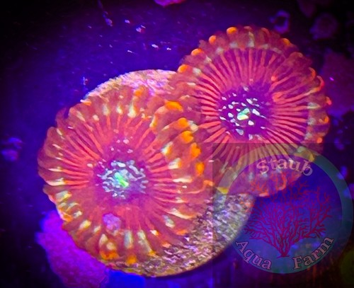 Saf magician zoanthid - saf~magician,