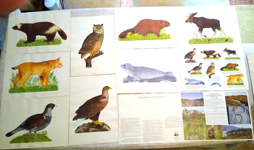Vintage set wildlife - of, 8