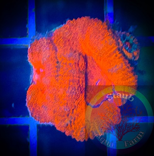 Saf wysiwyg red acan - red,