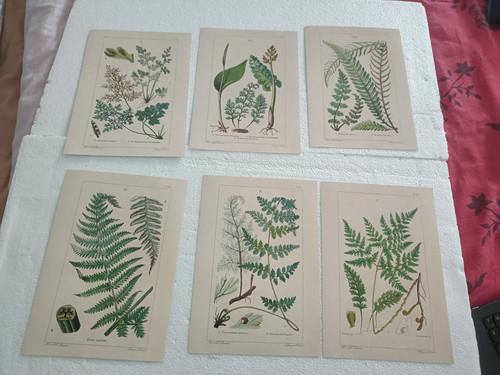 Vintage botanical fern print - botanical,