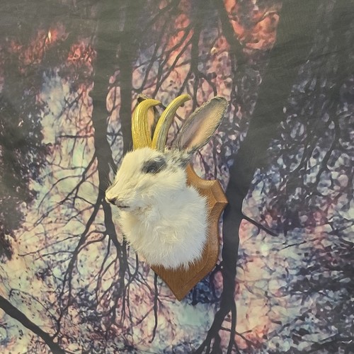 Jackalope taxidermy shoulder - jackalope,