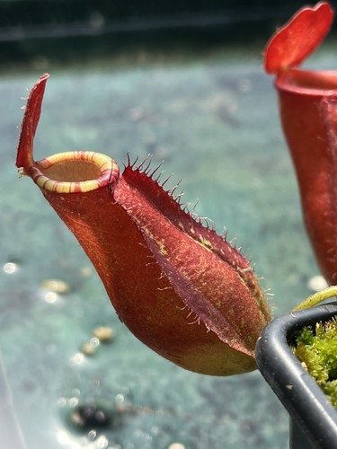 Nepenthes tropical pitcher - tropical,