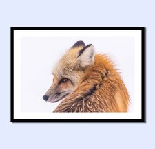 SNOW FOX ANIMAL WILDLIFE PHOTO