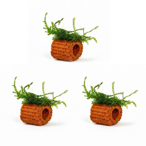 Java moss mini clay pot - on,