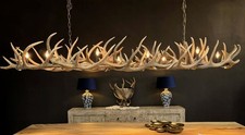 Vintage red deer antler