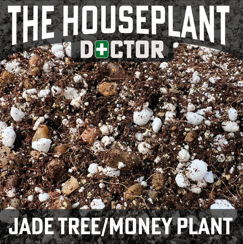 Jade tree money plant - jade,