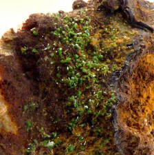 Pyromorphite Crystals