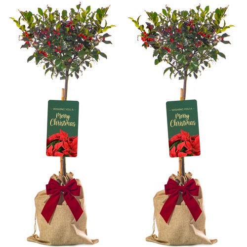 Standard holly tree hardy - tree, |