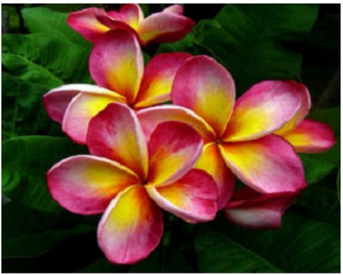 Plumeria rubra andalisa - rubra,