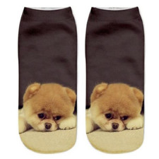 Chow Chow Cute Dog Trainer