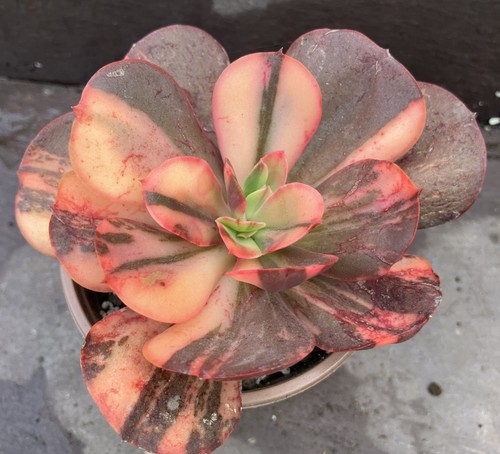 Echeveria primadonna - echeveria,