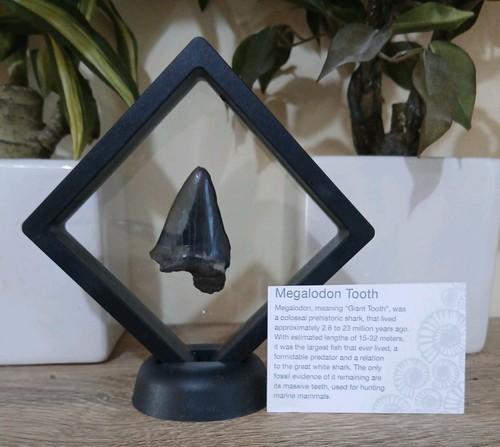 Fossil megalodon shark tooth - shark,