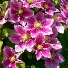 Clematis ‘Piilu’– Pink
