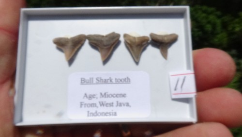 Set 4 bull shark - set,