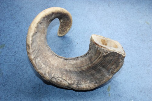 Real rams horn walking - rams,