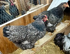 Double silver laced - double,