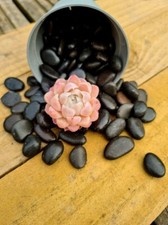 Smooth, black stone pebbles -