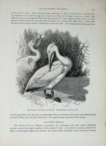 Old antique print cassell - print, cassell's