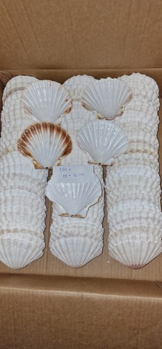 150x scallop shells 12cm - scallop, 11-12cm