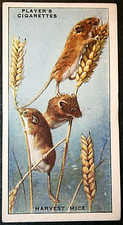 HARVEST MOUSE  Vintage 1939