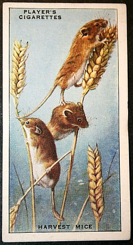 Harvest mouse vintage 1939 - harvest,