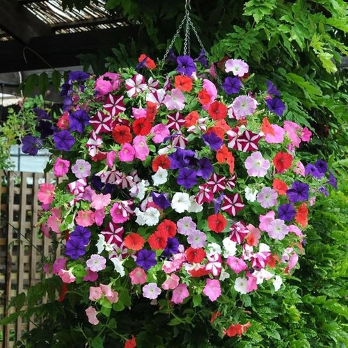 Petunia summer bedding plants - petunia,